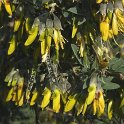 Anagyris foetida